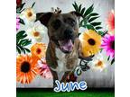 Adopt June a Brindle - with White Pit Bull Terrier / Rhodesian Ridgeback / Mixed