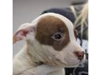 Adopt London Bridge a Pit Bull Terrier