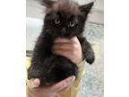 Adopt Uniqua a Domestic Shorthair / Mixed cat in Port McNicoll, ON (41471333)