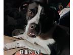 Adopt Billie Jai a Black - with White American Pit Bull Terrier / Labrador