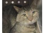 Adopt a Domestic Shorthair / Mixed cat in Raleigh, NC (41471192)