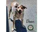 Adopt 24-05-1521 Dean a Australian Cattle Dog / Mixed dog in Dallas