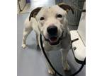 Adopt 24-05-1524 Coda a Pit Bull Terrier / Mixed dog in Dallas, GA (41471187)