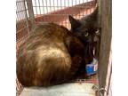 Adopt Yoko a Siamese / Mixed cat in Salisbury, MD (41471185)
