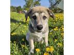 Adopt Blackberry a German Shepherd Dog / Mixed dog in Pembroke, ON (41471179)