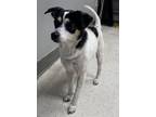 Adopt June Bug a Parson Russell Terrier, Mixed Breed