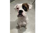 Adopt Winnie a White - with Black Boxer / Mixed dog in Granger, TX (41226759)