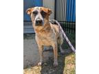 Adopt Rosette a Cattle Dog, Mixed Breed