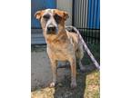 Adopt Rosette a Australian Cattle Dog / Blue Heeler, Mixed Breed