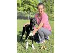 Adopt Marjorie a Labrador Retriever, Mixed Breed