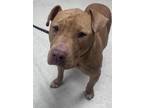 Adopt Goldie a Pit Bull Terrier, Mixed Breed