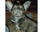 Adopt Kai a Brindle Pomeranian / Jack Russell Terrier / Mixed dog in Paragould