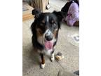 Adopt Charlie a Black - with Tan, Yellow or Fawn Australian Shepherd / Mixed dog