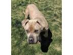 Adopt Munch 41086 a American Pit Bull Terrier / Mixed dog in Pocatello