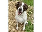 Adopt Boone a White - with Brown or Chocolate German Shorthaired Pointer / Hound
