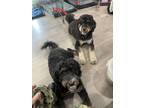 Adopt Dodger a Black - with Tan, Yellow or Fawn Bernedoodle / Mixed dog in Lemon