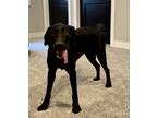 Adopt Cpt Blue a Black Labrador Retriever / Mixed dog in Lenexa, KS (41471000)