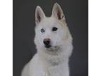 Adopt Marcy a Siberian Husky