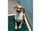 Adopt Nova a Beagle, Mixed Breed