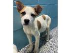 Adopt Carmen a Labrador Retriever, Mixed Breed