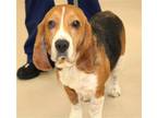 Adopt 43224 - King Teddy a Beagle / Mixed dog in Ellicott City, MD (41470700)