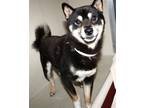 Adopt 43235 - Takei a Shiba Inu / Mixed dog in Ellicott City, MD (41470976)