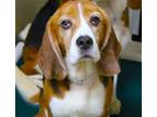 Adopt 43214 - King Cruzer a Beagle / Mixed dog in Ellicott City, MD (41470975)
