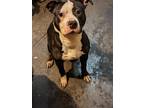 Adopt Dehlia a Black - with White American Pit Bull Terrier / Mixed dog in Huber