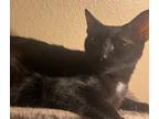 Adopt Benito a Domestic Shorthair / Mixed (short coat) cat in Phoenix