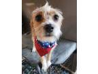 Adopt MIEL a Tan/Yellow/Fawn - with White Terrier (Unknown Type
