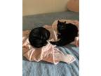Adopt Kimi & Kirby a All Black Bombay / Mixed (short coat) cat in Nashville
