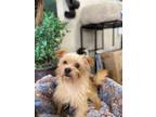 Adopt Kace a Mixed Breed (Medium) / Mixed dog in Thousand Oaks, CA (41470893)