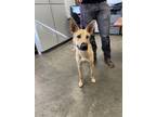 Adopt Igloo (Chase) a Mixed Breed (Medium) / Mixed dog in Thousand Oaks
