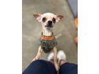 Adopt Amell a Mixed Breed (Medium) / Mixed dog in Thousand Oaks, CA (41470891)