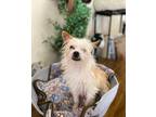 Adopt Alonzo a Mixed Breed (Medium) / Mixed dog in Thousand Oaks, CA (41470890)