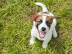 Adopt Simon a Cattle Dog / Mixed dog in Lansing, KS (41470887)