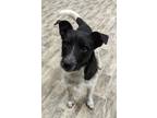Adopt Jack a Rat Terrier / Mixed dog in Neillsville, WI (41470883)