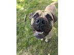 Adopt Chrissy a Bullmastiff / Mixed dog in Maple Ridge, BC (41470880)