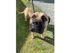 Adopt Chrissy a Bullmastiff / Mixed dog in Maple Ridge, BC (41470880)