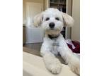 Adopt Gilbert a White Shih Poo / Mixed dog in Nampa, ID (41470863)
