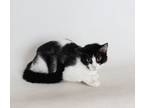Adopt Maria a Domestic Mediumhair / Mixed (medium coat) cat in Redding