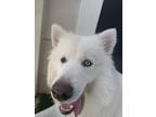 Adopt Cyrus a White Husky / Mixed dog in Houston, TX (41470912)