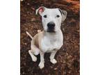 Adopt Krypto a Tan/Yellow/Fawn - with White American Pit Bull Terrier / American