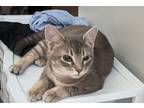 Adopt Lint Eastwood a Gray or Blue Domestic Shorthair / Mixed (short coat) cat