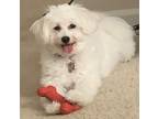 Adopt Lady a White American Eskimo Dog / Poodle (Miniature) / Mixed dog in