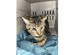 Adopt Copper a Domestic Shorthair / Mixed (short coat) cat in Houston