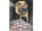 Adopt Venus a Belgian Malinois / Mixed dog in Houston, TX (41470774)