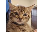 Adopt Remy a Domestic Shorthair / Mixed (short coat) cat in Houston