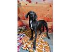 Adopt Luisa a Hound (Unknown Type) / Mixed dog in LAFAYETTE, LA (41470766)