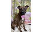 Adopt Persephone a Terrier (Unknown Type, Medium) / Mixed dog in LAFAYETTE